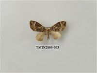 藏品(尺蛾608)的圖片